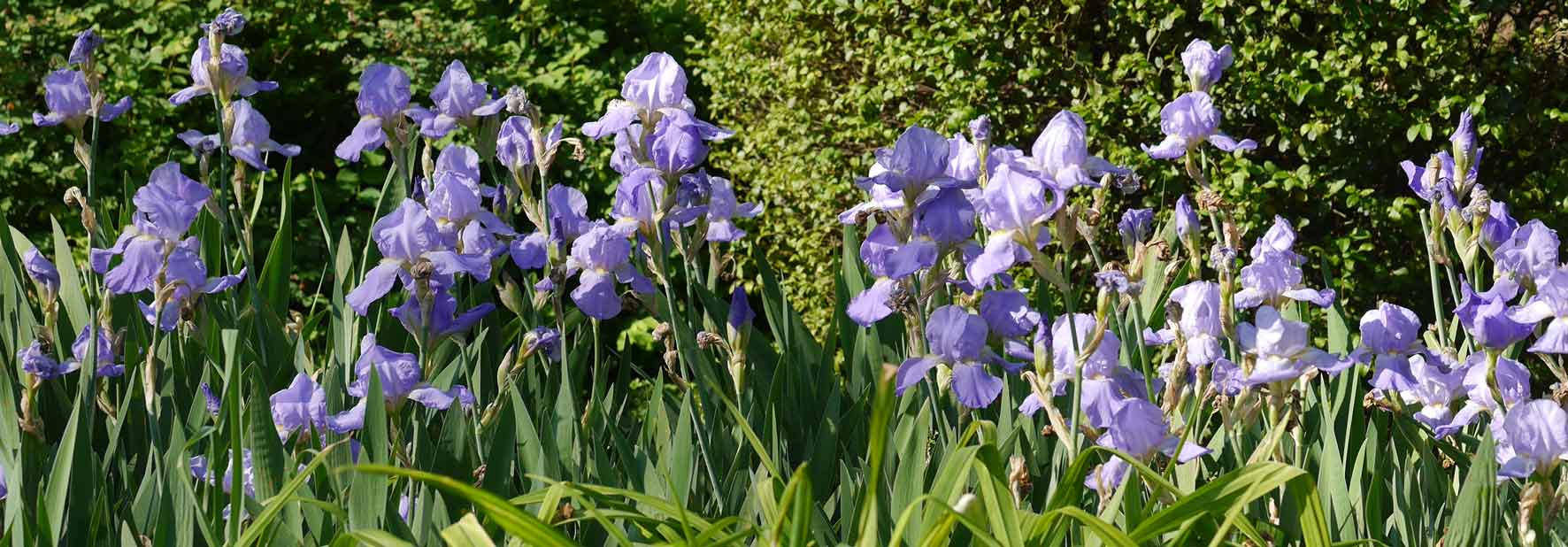 Anne's purple Iris Spring 2018