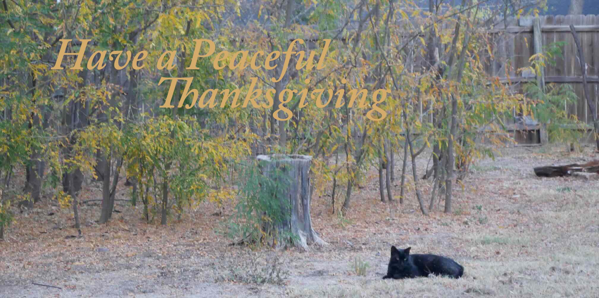 Black cat on the grass in front of a mesquite thicket in autumn