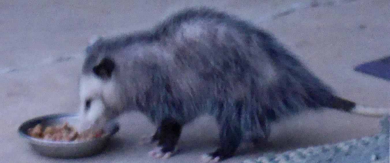 LBP (Little Black Pogo) one of the two baby possums currently at Provence-sur-la-Prairie