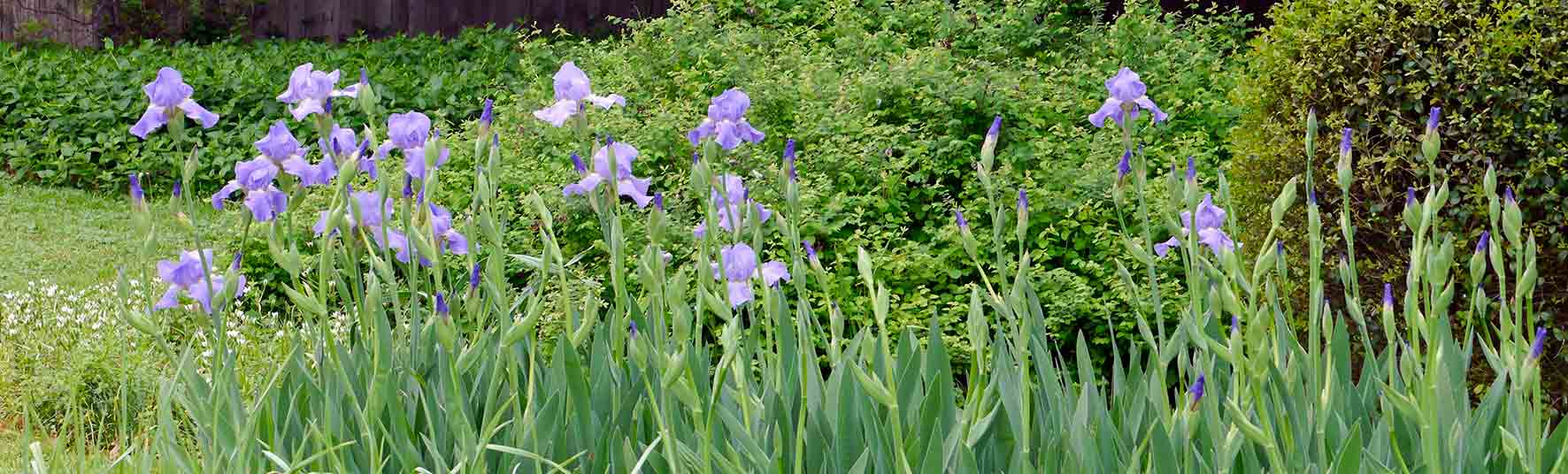 First purple iris blooming in garden at Provence-sur-la-Prairie spring 2016