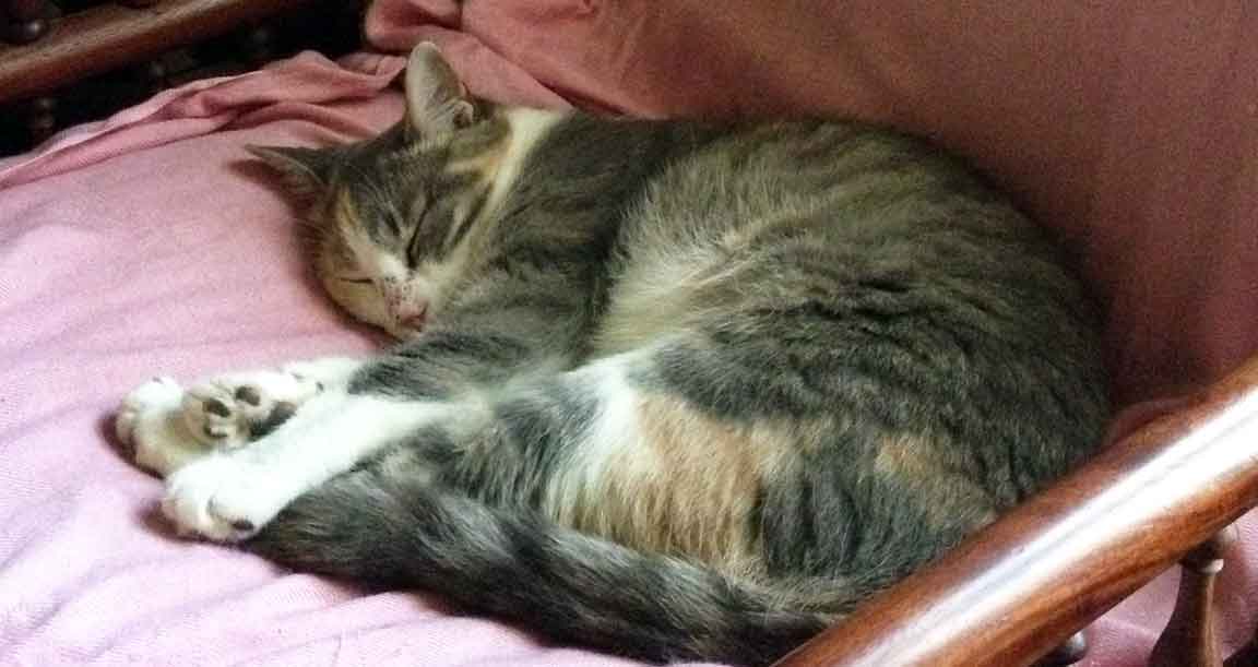 cat napping in chair on pink shawl