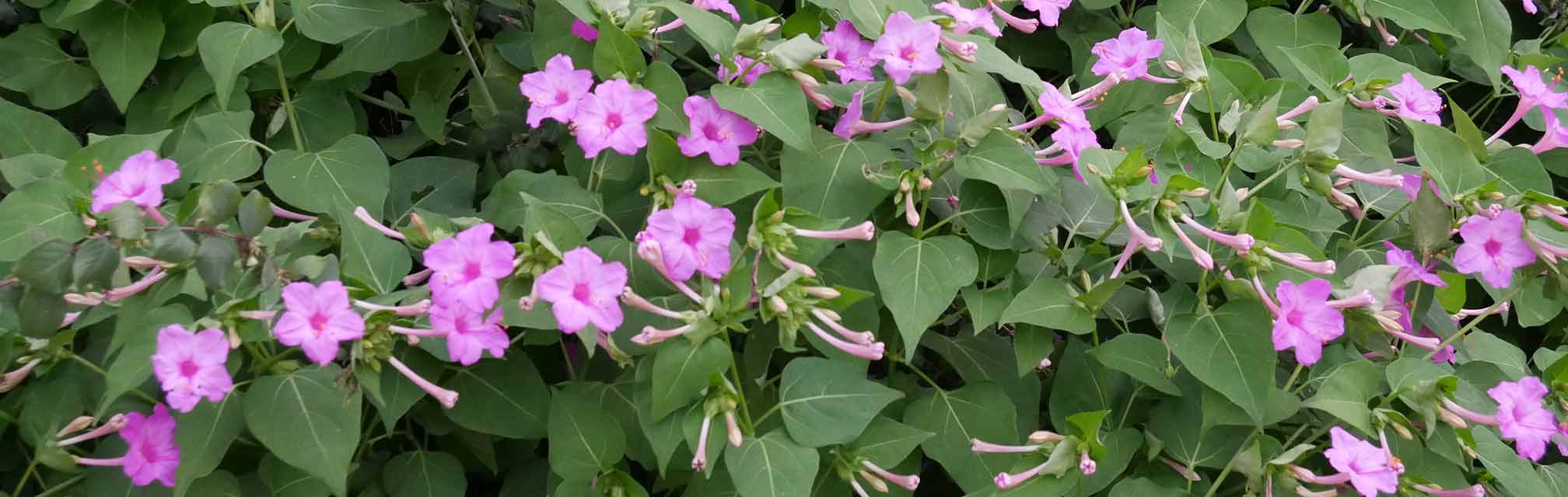 Pink Four O'Clocks in bloom against green heart-shaped leaves