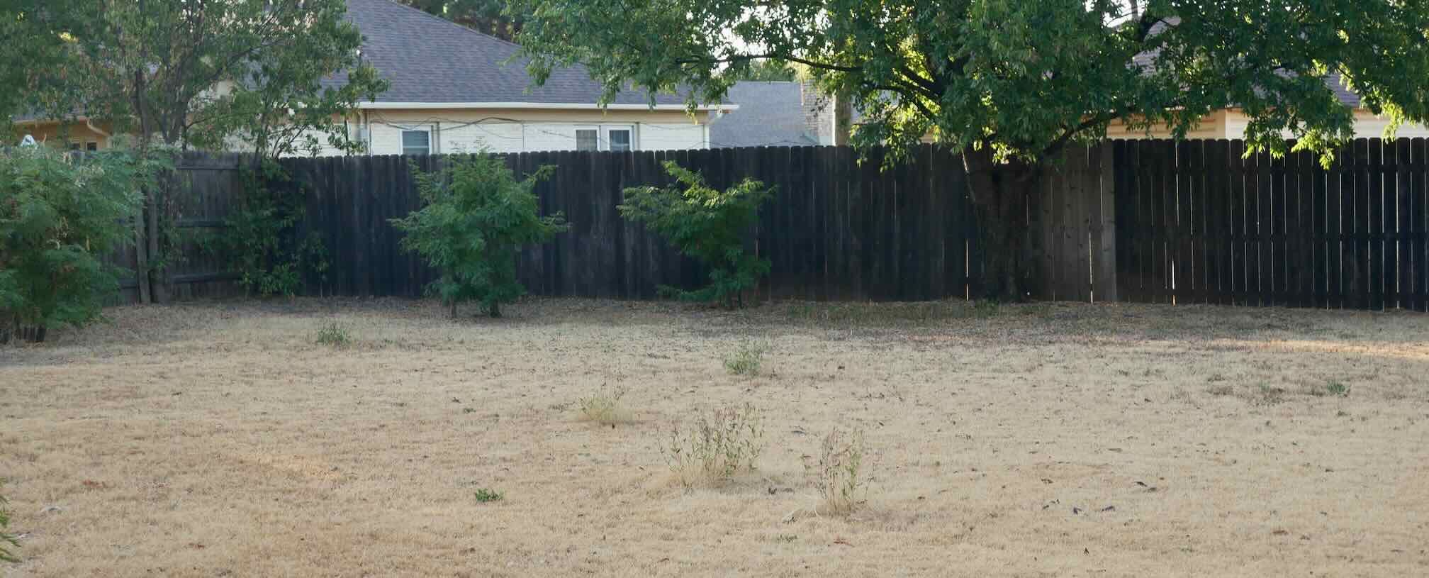 Backyard with dead grass victim of heat and drought