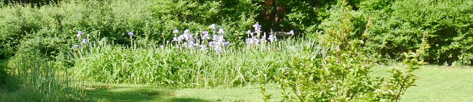 purple iris in backyard