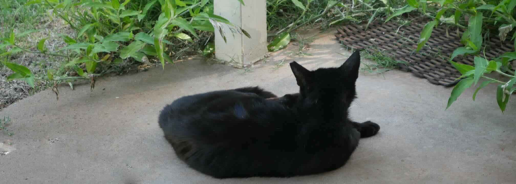 black cat resting on patio