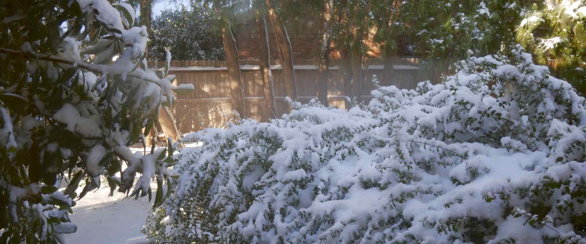 snow on shrubs and fence