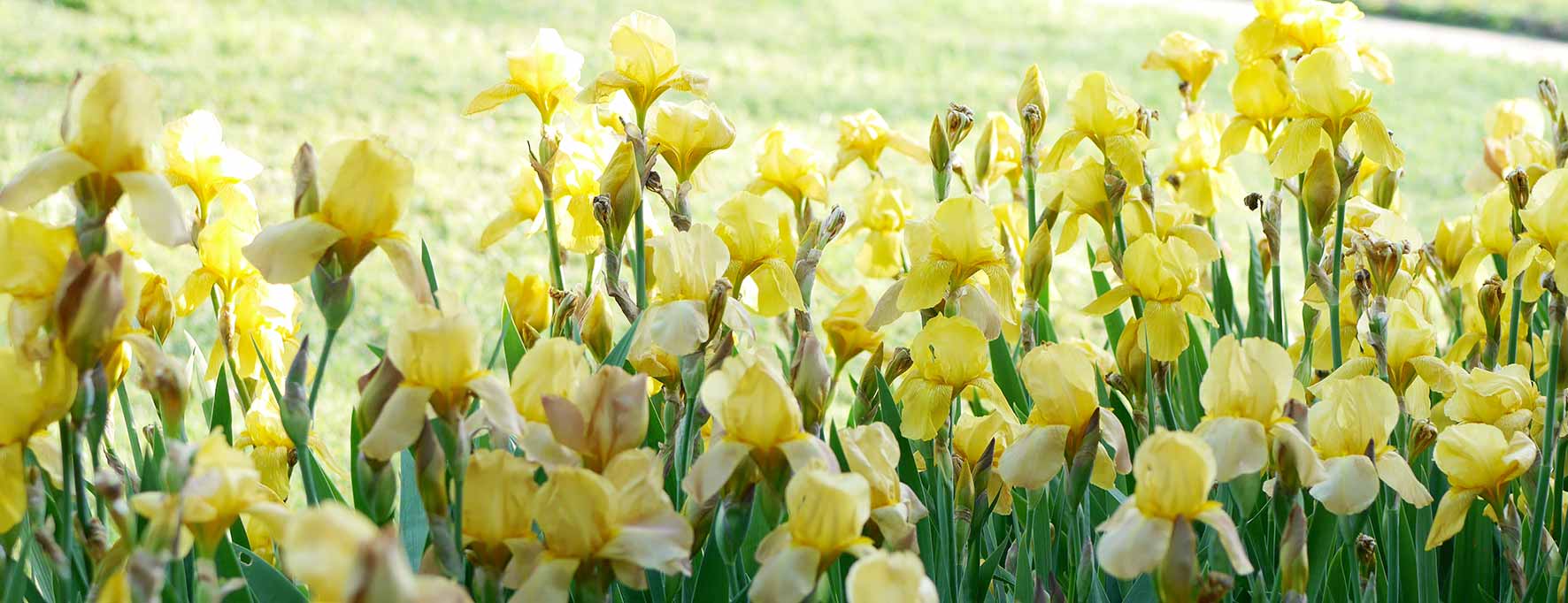 yellow iris
